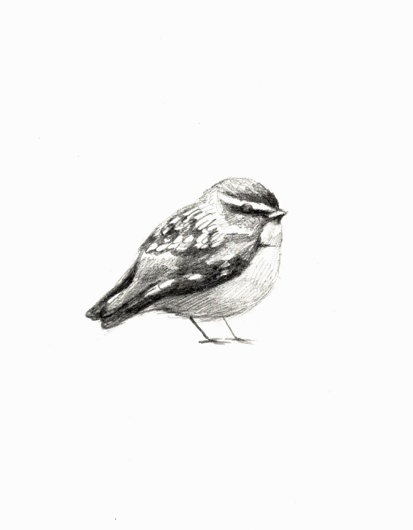Winter Finch