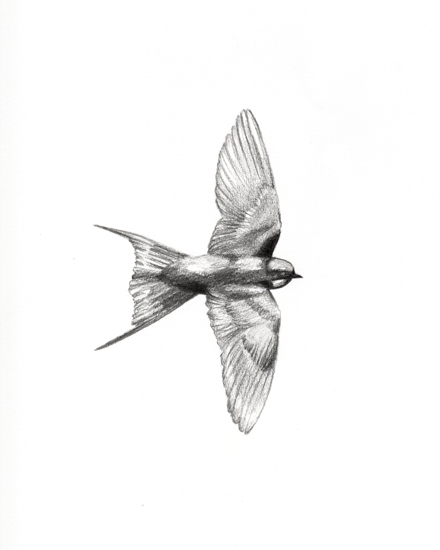 Swallow in Flight