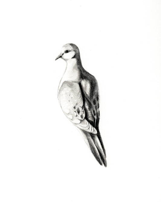 Dove
