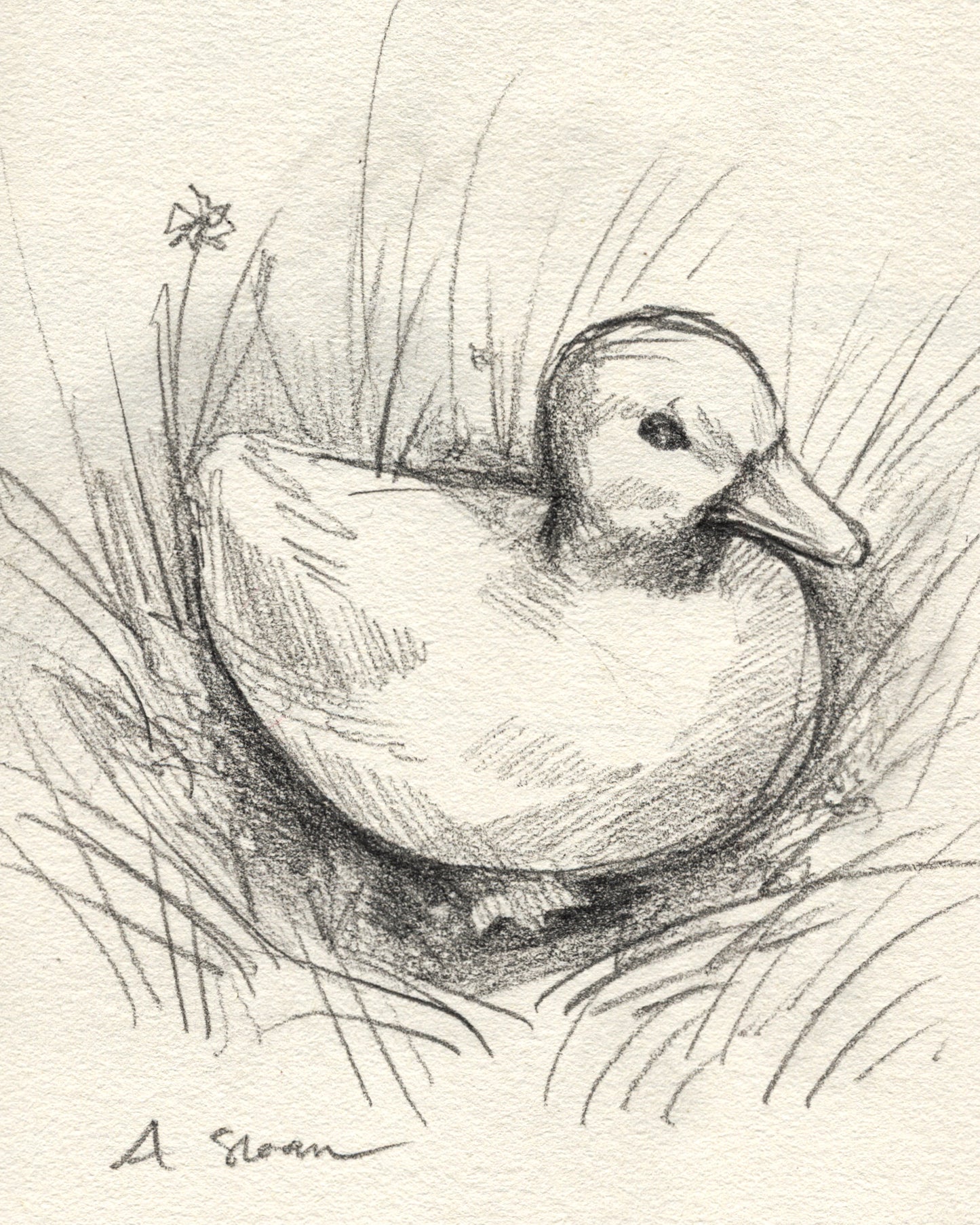 Duckling Sketch