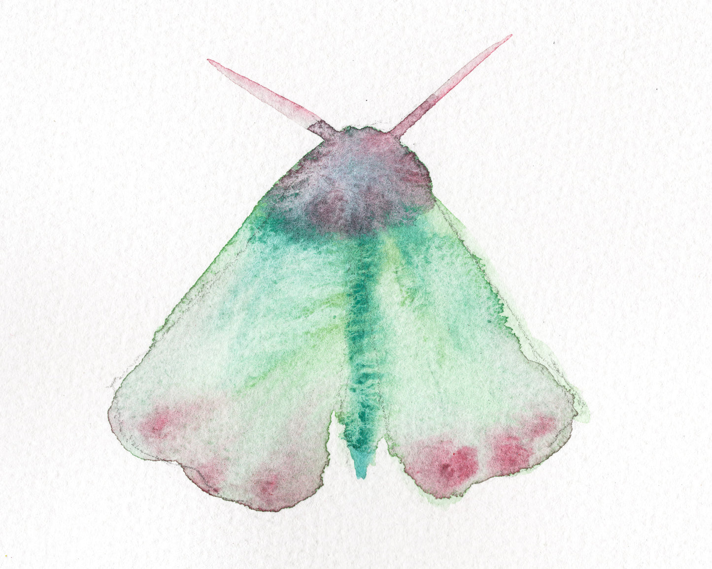 Wings Sketch III