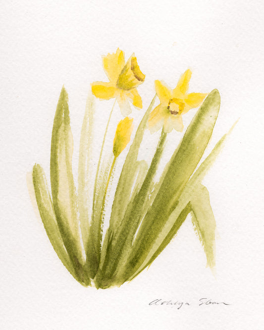Amaryllis