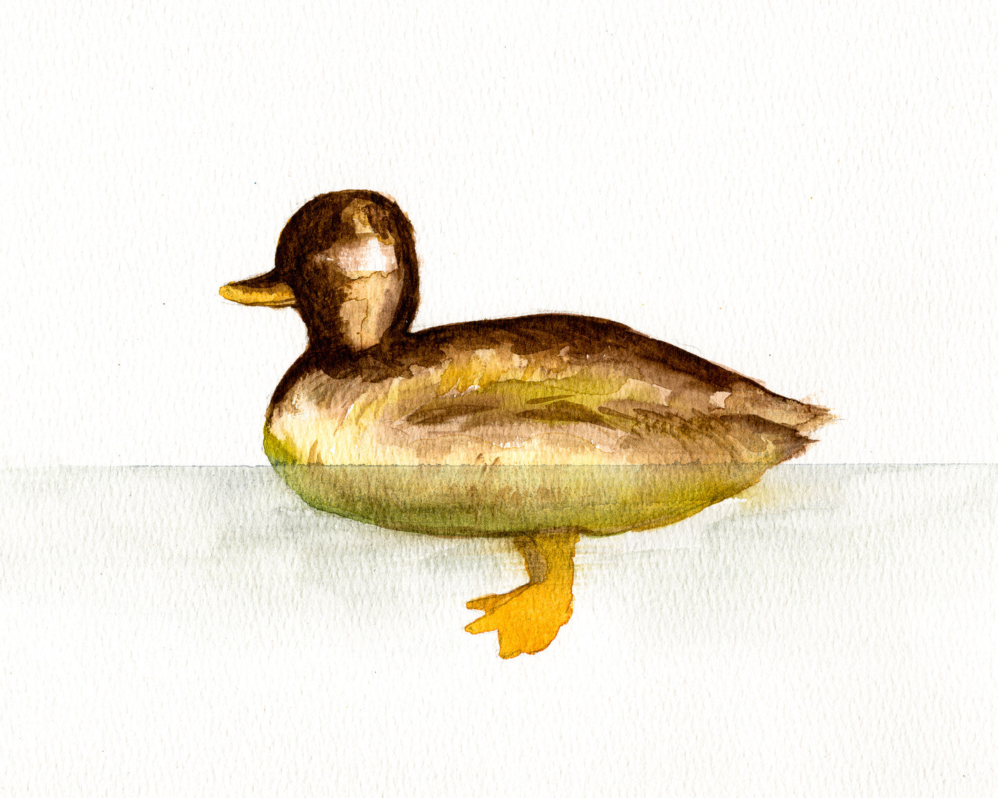 Pond Visit