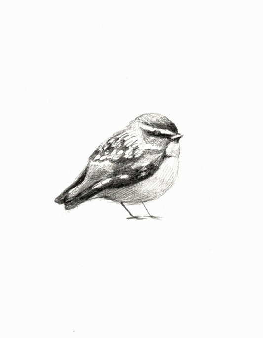 Winter Finch
