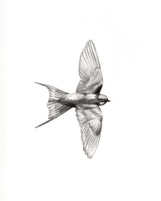 Swallow in Flight