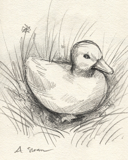 Duckling Sketch