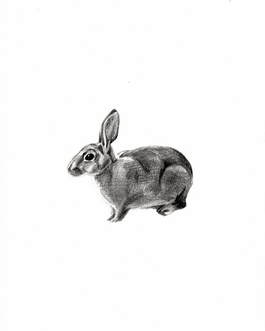 Rabbit
