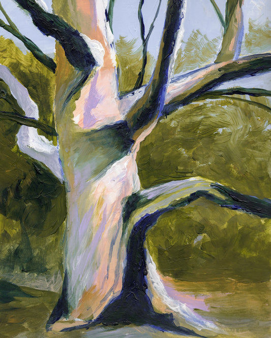 Weathered Sycamore