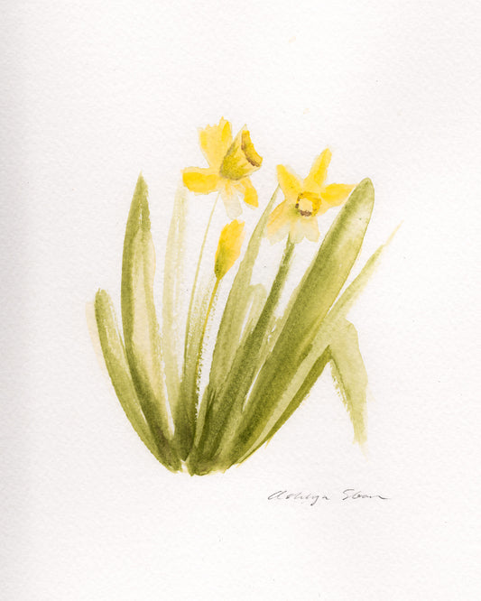 Amaryllis