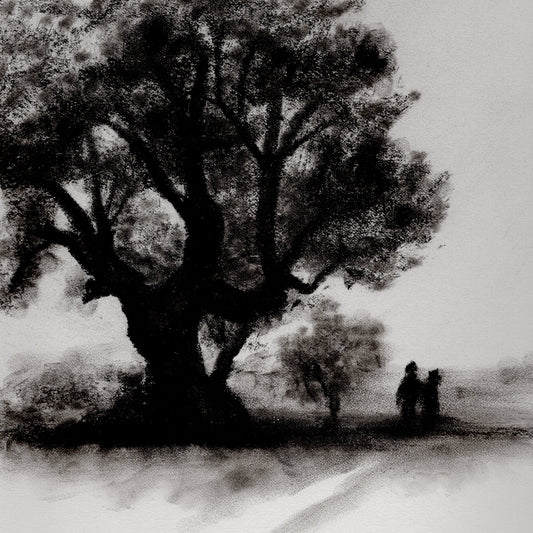 Century Oak
