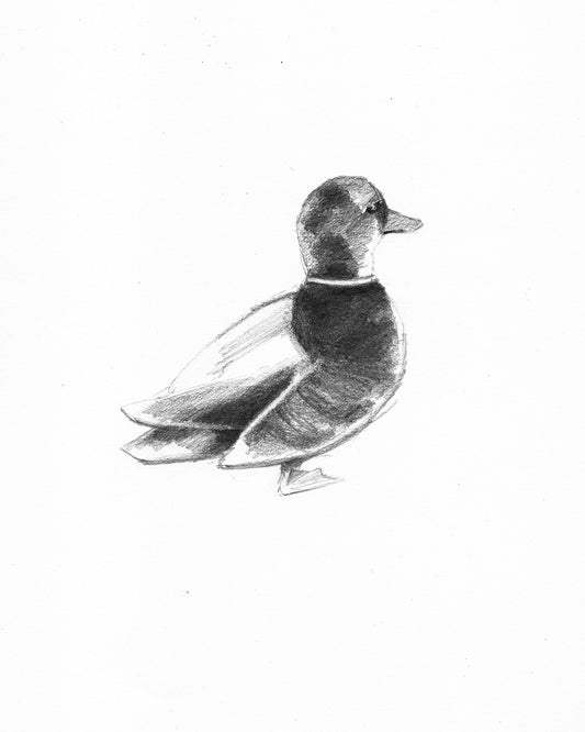 Duck Out of Water