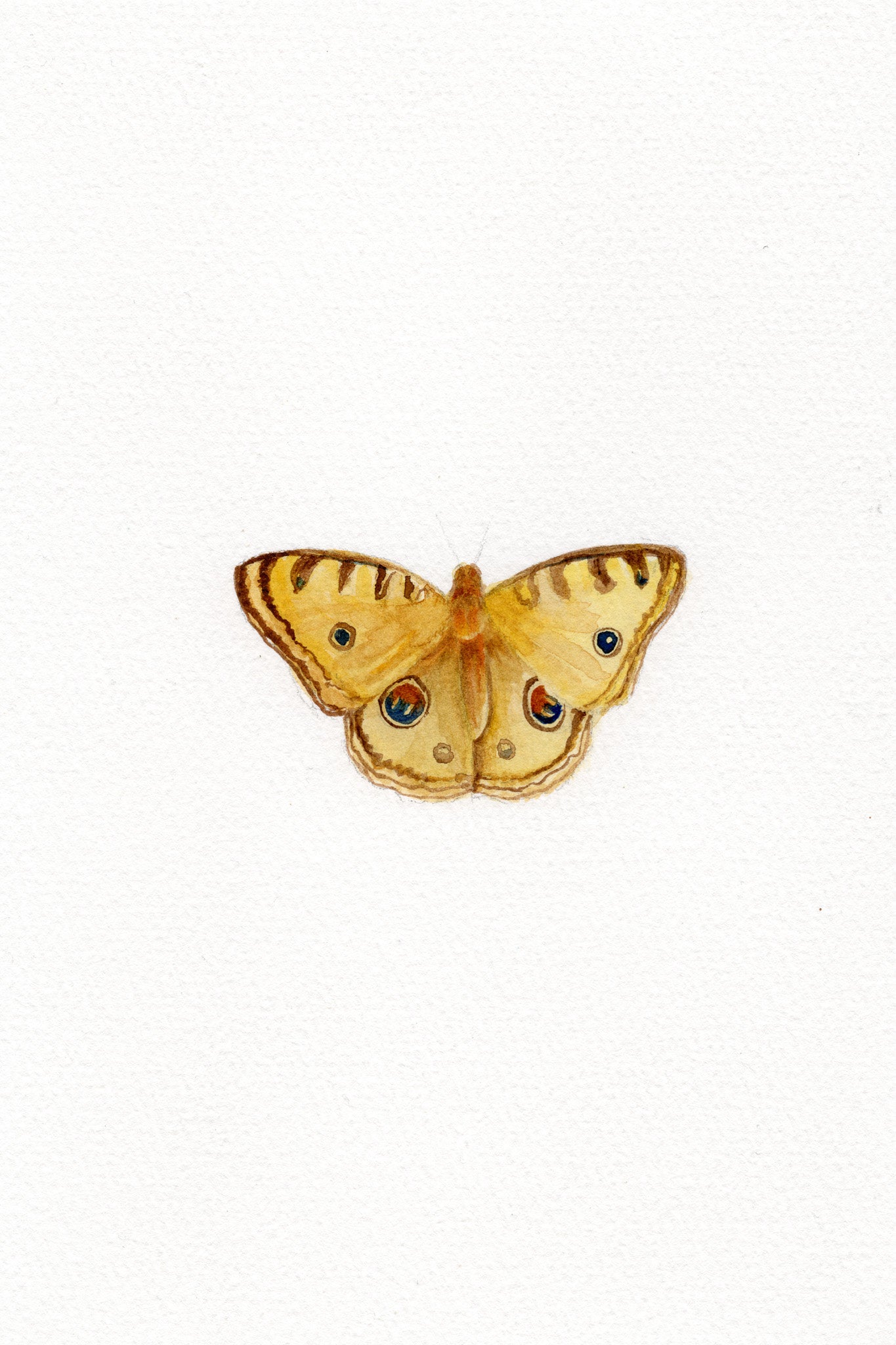 Pansy