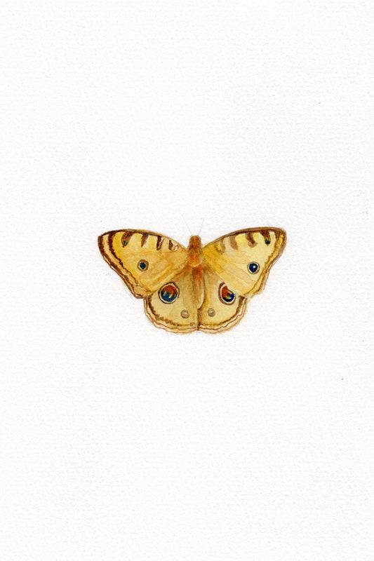 Pansy