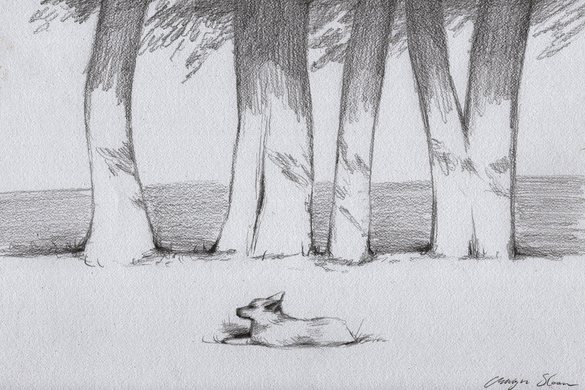 Border Collie Sketch
